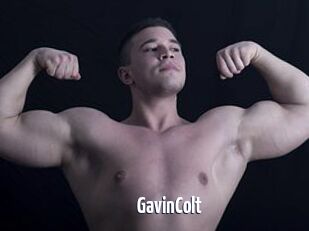 GavinColt